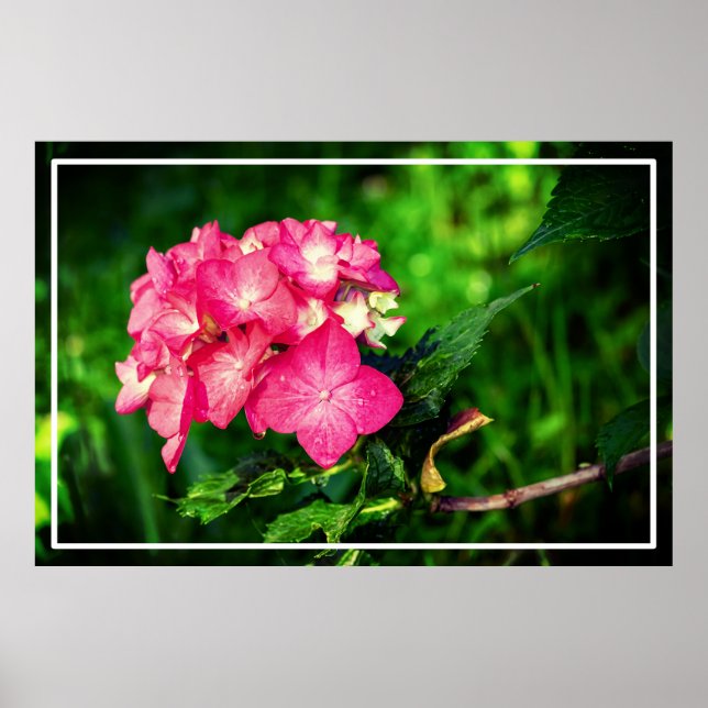 Nature Pink Hydrangea Blume-34694 Poster (Vorne)