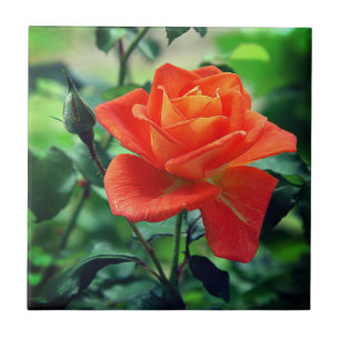 Nature Pink Rose Blume-46458 Fliese