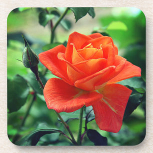 Nature Pink Rose Blume-46458 Getränkeuntersetzer