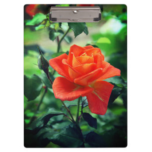 Nature Pink Rose Blume-46458 Klemmbrett