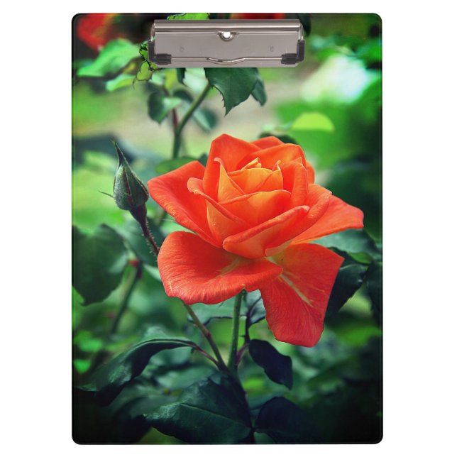 Nature Pink Rose Blume-46458 Klemmbrett (Vorderseite)