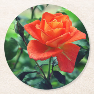 Nature Pink Rose Blume-46458 Runder Pappuntersetzer