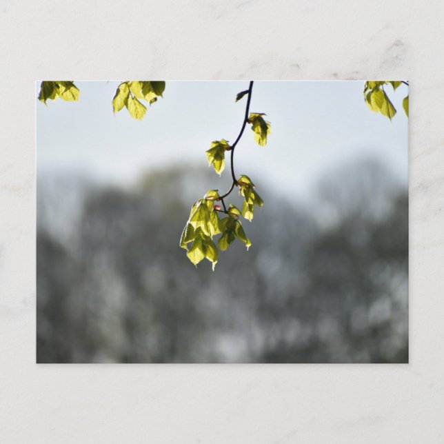 Nature  postkarte (Vorderseite)