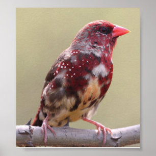 Nature Red Finch Bird Poster