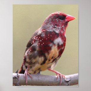 Nature Red Finch Bird Poster