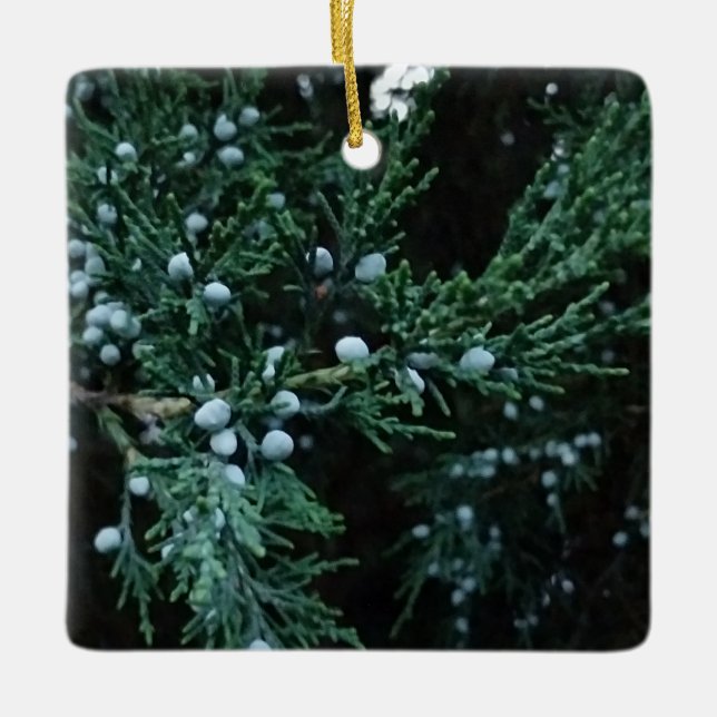 Nature Ripening Juniper Berries Keramikornament (Vorderseite)