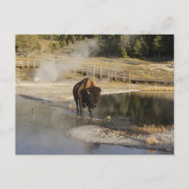 Nature Wildlife Foto American Bison Yellowstone Postkarte