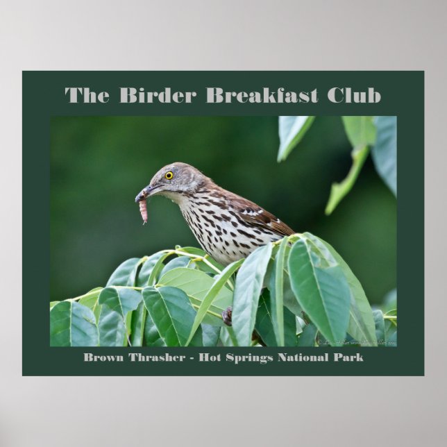 Naturefotografie Brown Thrasher Vogelbeobachter Ca Poster (Vorne)