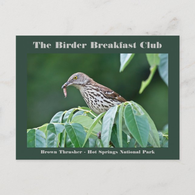 Naturefotografie Brown Thrasher Vogelbeobachter Ca Postkarte (Vorderseite)
