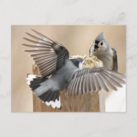 Nature's Ballet: Ein Tanz der Federn