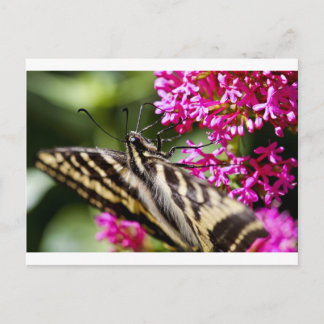 Natures Beauty Postkarte