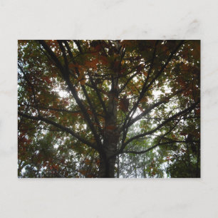 Natures Beauty Postkarte