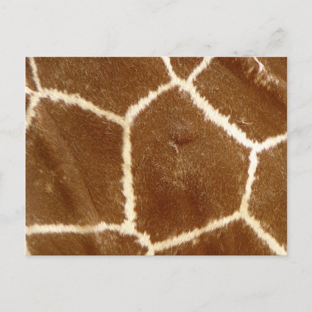 Naturetexturiertes Foto Giraffe Tierdruckmuster Postkarte (Vorderseite)