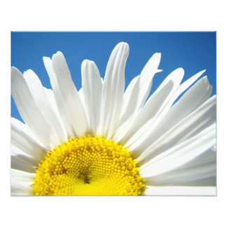 Naturflorale Fotografie druckt Daisy Decorative