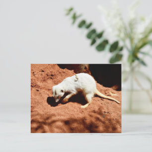 Naturforager: Weißes Meerkat-Graben für Busche Postkarte