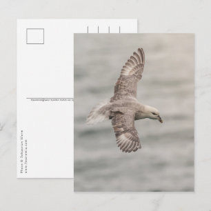Naturfoto des Eissturmvogels Postkarte