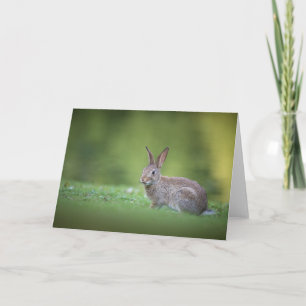Naturfoto von einem Kaninchen Karte