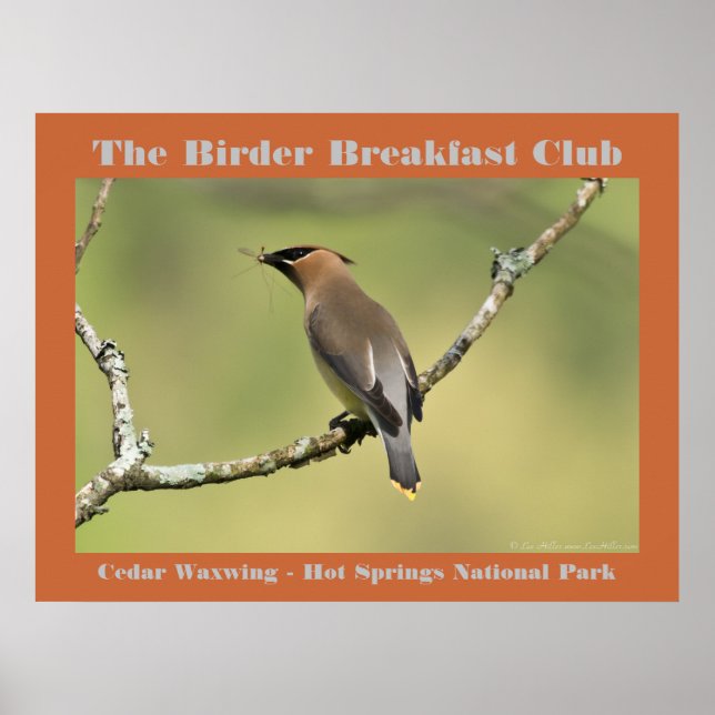 Naturfotografie Cedar Waxwing Vogelbeobachter Poster (Vorne)