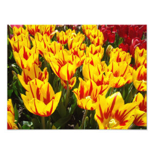 Naturfotografie Drucke Gelbe Rote Tulpen Floral