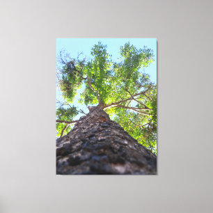 Naturfotografie eines majestätischen Urwaldes Leinwanddruck