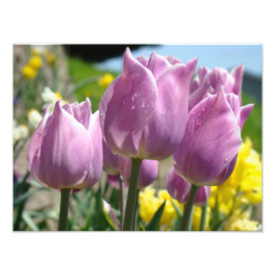 Naturfotografie Fine Art Drucke Lila Tulpen