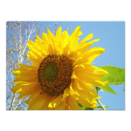 Naturfotografie Kunst druckt Sonnenblumen Fotodruck