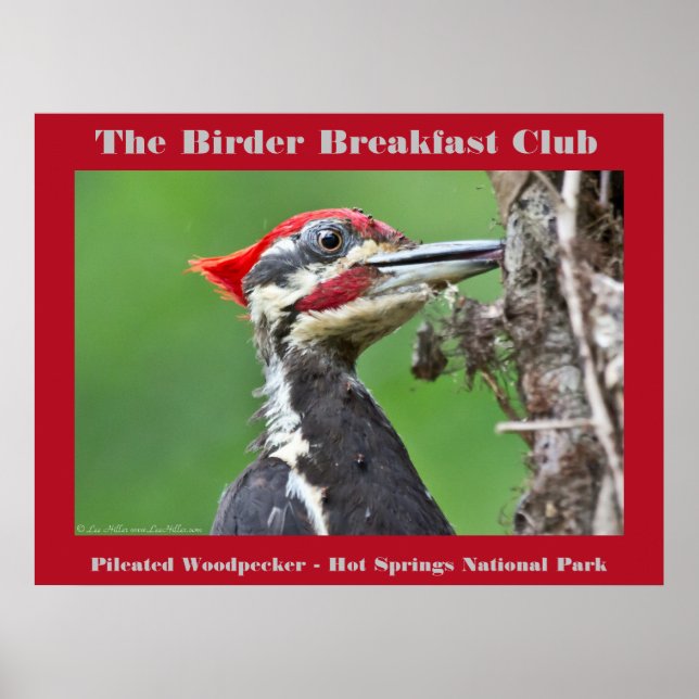 Naturfotografie Pileated Woodpecker Vogelbeobachte Poster (Vorne)