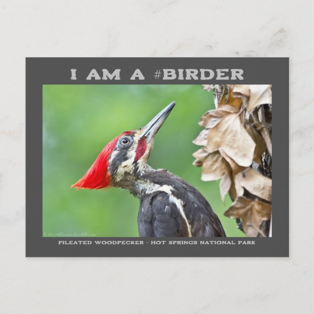 Naturfotografie-Pileated Woodpecker Vogelbeobachte Postkarte (Vorderseite)