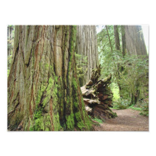 Naturfotografie Redwood-Bäume Wald Fotodruck