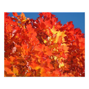 Naturfotografie Rot Orange Gelb Herbstlaub Fotodruck