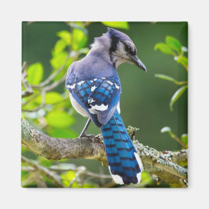 Naturfotografie Schüchterne Blaue Jay Bekleidung G Magnet