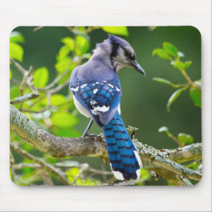 Naturfotografie Schüchterne Blaue Jay Bekleidung G Mousepad