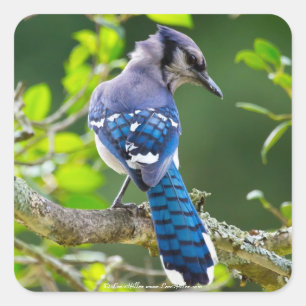 Naturfotografie Schüchterne Blaue Jay Bekleidung G Quadratischer Aufkleber