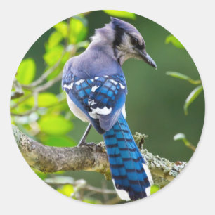 Naturfotografie Schüchterne Blaue Jay Bekleidung G Runder Aufkleber