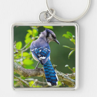 Naturfotografie Schüchterne Blaue Jay Bekleidung G Schlüsselanhänger