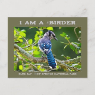Naturfotografie Schüchterner Blauhäher Vogelbeobac Postkarte