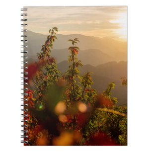 Naturfotografie von grünen Bäumen mit Blick auf de Notizblock