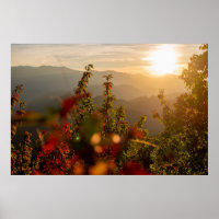 Naturfotografie von grünen Bäumen mit Blick auf de