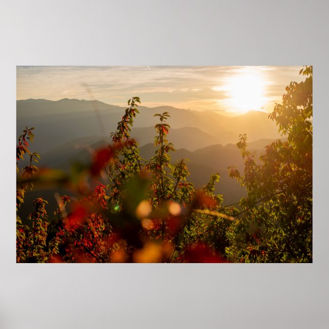 Naturfotografie von grünen Bäumen mit Blick auf de Poster (Vorne)