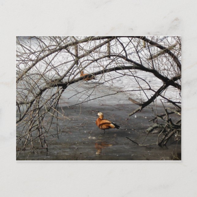 Naturfotos Postkarte (Vorderseite)