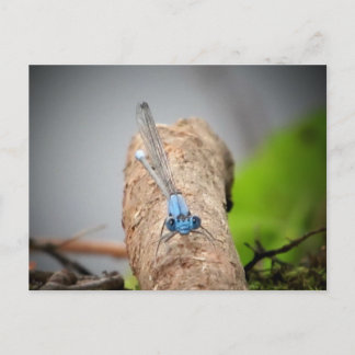 Naturfotos Postkarte