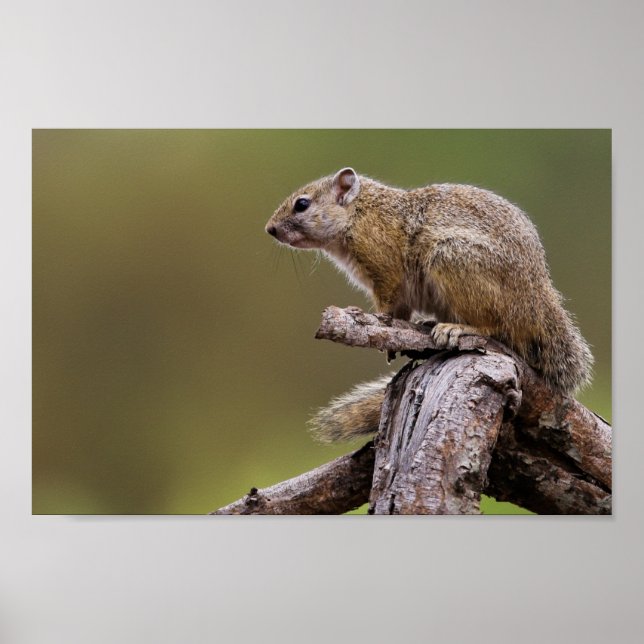 Naturfotos von Eichhörnchen Poster (Vorne)