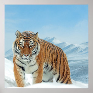Naturgebirge Tiger Winter Schnee Foto Poster