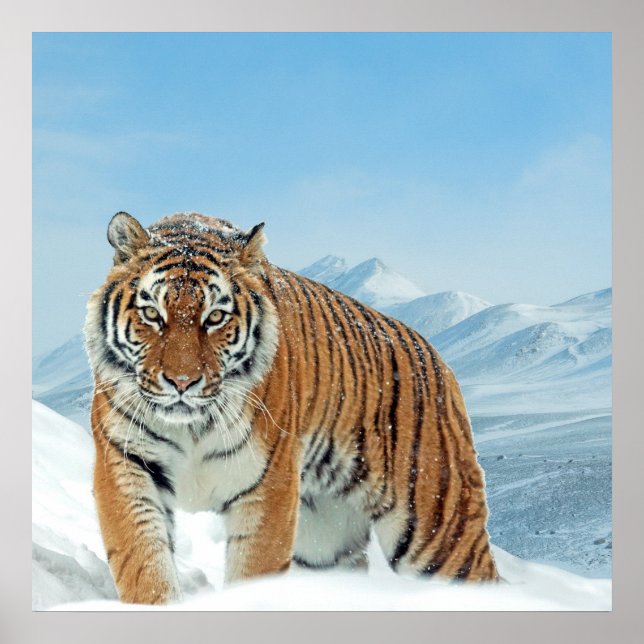 Naturgebirge Tiger Winter Schnee Foto Poster (Vorne)