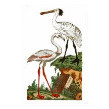 Naturgeschichte der Vögel 1795 Plate 33 Klein