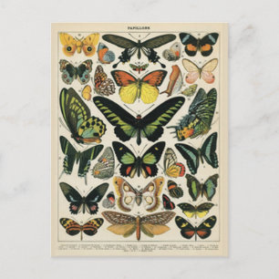 Naturhistorischer Schmetterling Postkarte