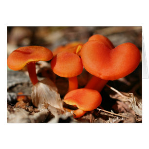 Naturkarte Orange Mushrooms