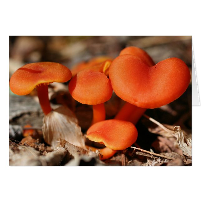 Naturkarte Orange Mushrooms (Vorderseite (Horizontal))
