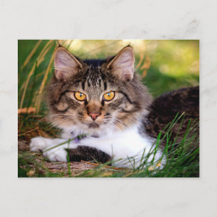 Naturkatzenpostkarte Postkarte