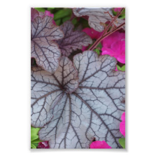Naturkunde Fotodruck